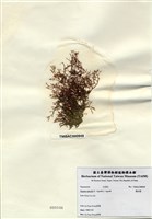 藏品(刺沙菜)的圖片